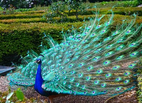  Las Flores del Pavo Real: Un Sueño Vibrante en Seda y Tinta