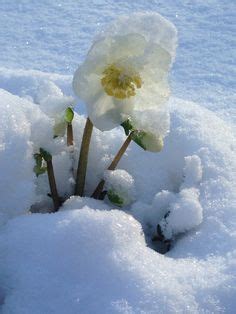 冬の花 ガーデニング：雪の中の色彩の詩